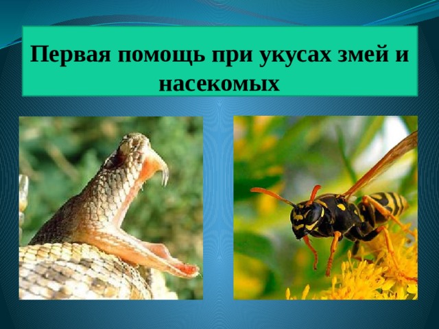 Действия при укусах насекомых, змей